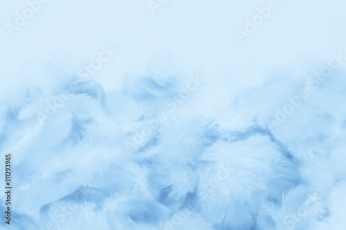 Beautiful abstract colorful purple and blue feathers on white background and soft white pink feather texture on white pattern and blue background