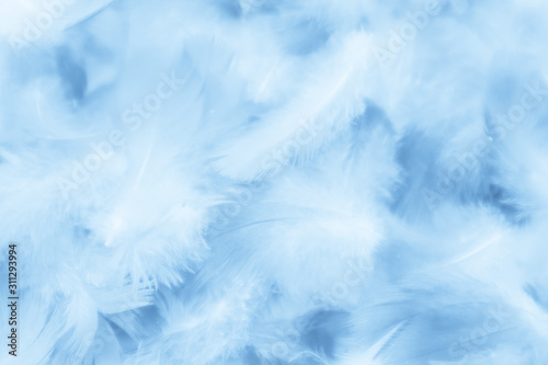 Fototapeta Naklejka Na Ścianę i Meble -  Beautiful abstract colorful purple and blue feathers on white background and soft white pink feather texture on white pattern and blue background