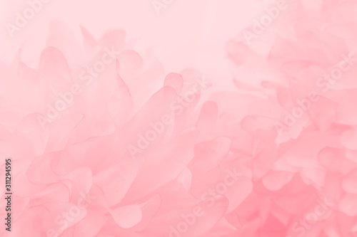 Beautiful abstract color white and pink flowers on white background and white flower frame and orange leaves background texture, flowers banner © Weerayuth