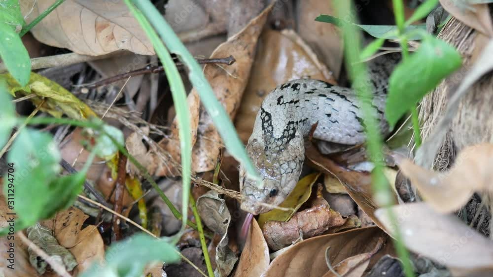 Close - up head of The Banded kukri snake ( Oligodon fasciolatus ) in forest, Black stripes on the body of brown reptile, Poisonous reptile hiding under brown dry leaf on dirt land in Thailand Close - up head of The Banded kukri snake ( Oligodon fasciolatus ) in forest, Black stripes on the body of brown reptile, Poisonous reptile hiding under brown dry leaf on dirt land in Thailand