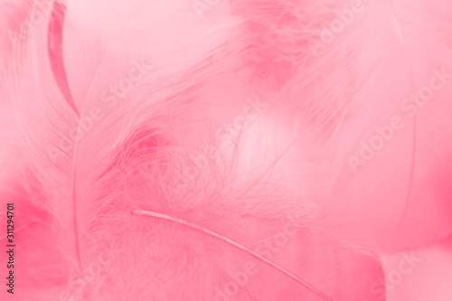 Beautiful abstract colorful white and pink feathers on white background and soft white red feather texture on pink pattern  pink background