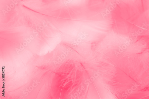 Beautiful abstract colorful white and pink feathers on white background and soft white red feather texture on pink pattern  pink background