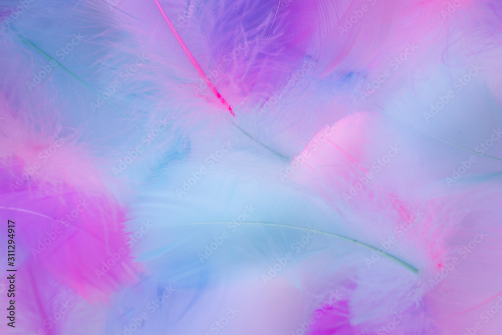 Beautiful abstract purple and blue feathers on white background and soft white pink feather texture on white pattern, colorful background Beautiful abstract purple and blue feathers on white background and soft white pink feather texture on white pattern, colorful background