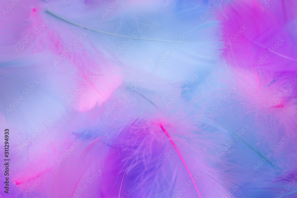Beautiful abstract purple and blue feathers on white background and soft white pink feather texture on white pattern, colorful background Beautiful abstract purple and blue feathers on white background and soft white pink feather texture on white pattern, colorful background