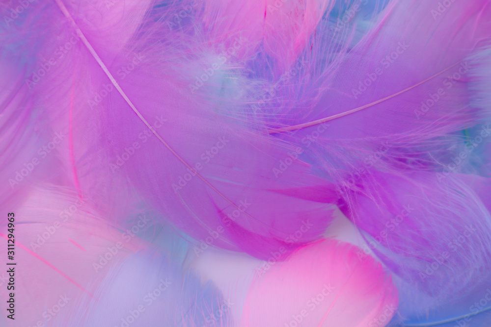 Beautiful abstract purple and blue feathers on white background and soft white pink feather texture on white pattern, colorful background Beautiful abstract purple and blue feathers on white background and soft white pink feather texture on white pattern, colorful background