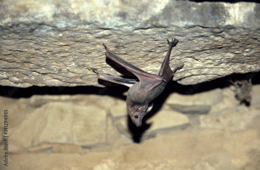 Obraz premium Mouse Tailed Bat from Ranthambore National Park, Rajasthan, India Fort, India