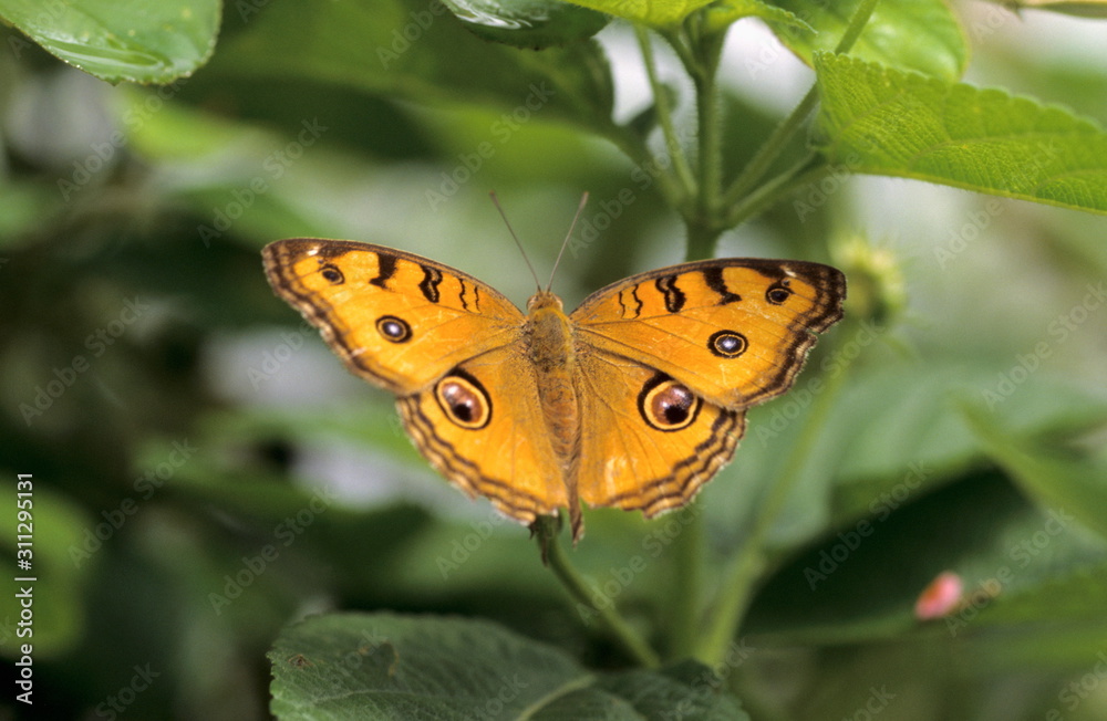 Obraz premium Peacock Pansy at Borivali National Park, India
