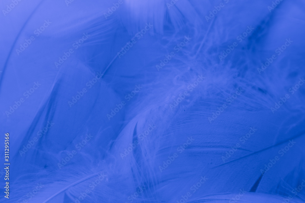 Obraz premium Beautiful abstract colorful purple and blue feathers on white background and soft white pink feather texture on white pattern and blue background