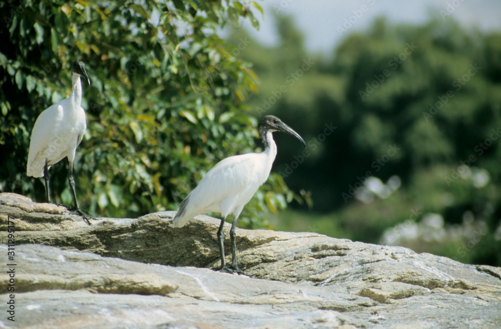 Fototapeta premium Black Headed Ibis at Ranganthittu, Karnataka, India