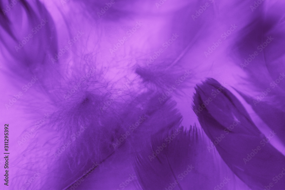 Obraz premium Beautiful abstract colorful blue and light purple feathers on white background and soft white pink feather texture on white pattern and purple background