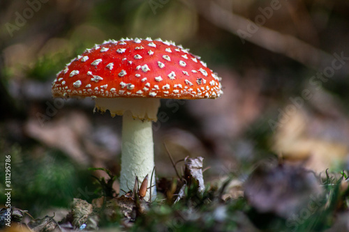 Amanita muscaria in the forest close to Amsterdam, Netherlands