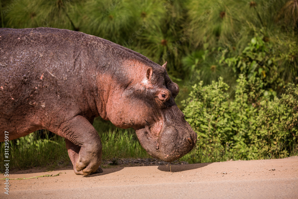 a huge Hippo walks along the road with public transport and chews grass. This is a rarity as hippos usually sit in the water during the day a huge Hippo walks along the road with public transport and chews grass. This is a rarity as hippos usually sit in the water during the day