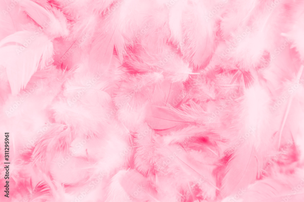 Beautiful abstract colorful white and pink feathers on white background and soft white red feather texture on pink pattern, pink background