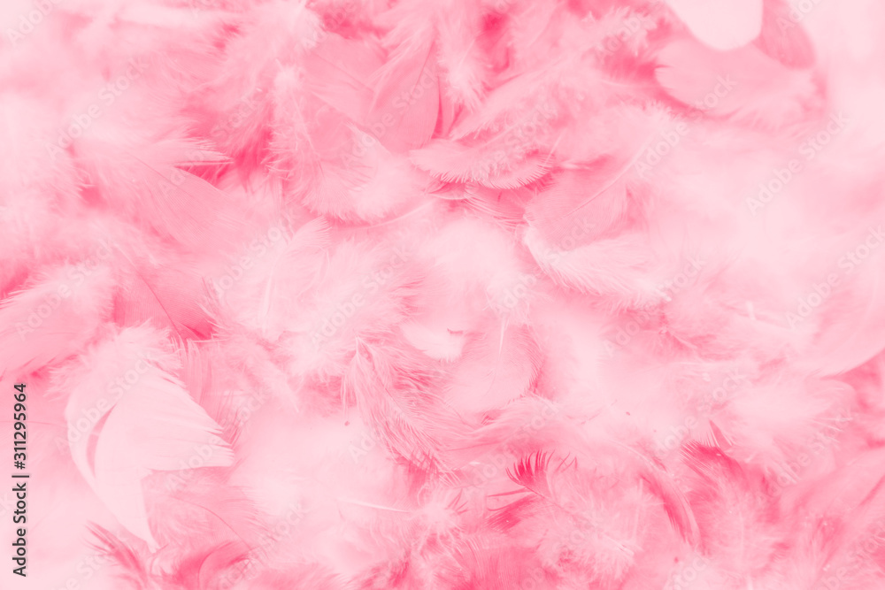 Beautiful abstract colorful white and pink feathers on white background and soft white red feather texture on pink pattern, pink background Beautiful abstract colorful white and pink feathers on white background and soft white red feather texture on pink pattern, pink background
