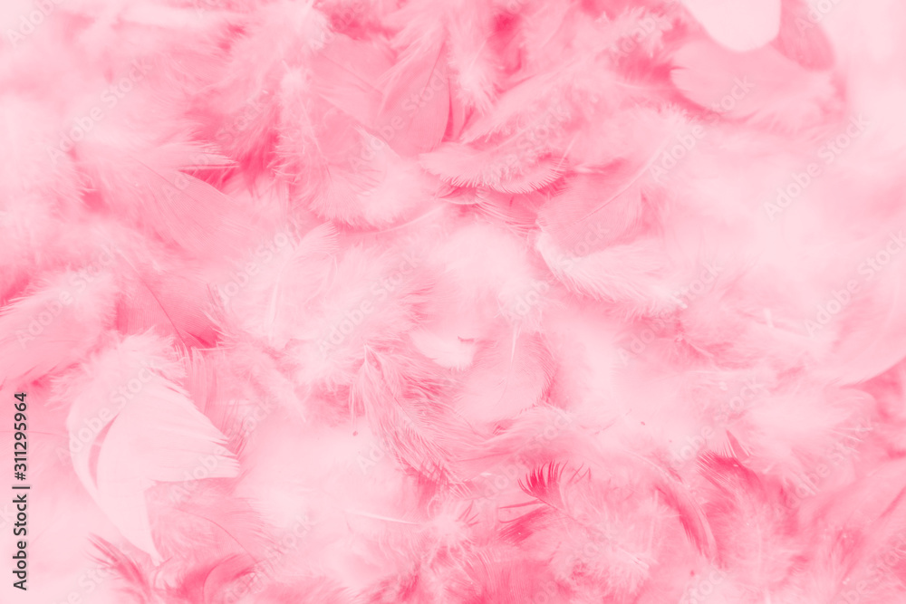 Beautiful abstract colorful white and pink feathers on white background and soft white red feather texture on pink pattern, pink background