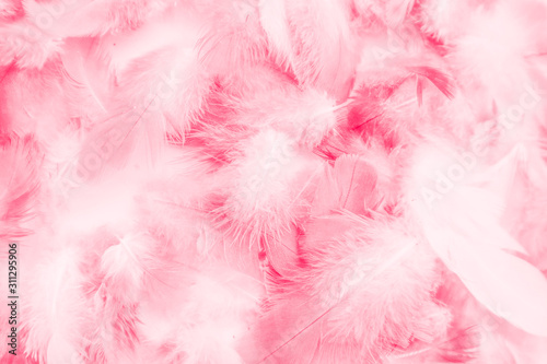 Beautiful abstract colorful white and pink feathers on white background and soft white red feather texture on pink pattern, pink background