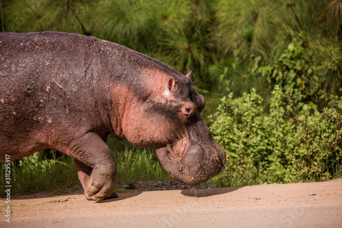a huge Hippo walks along the road with public transport and chews grass. This is a rarity as hippos usually sit in the water during the day