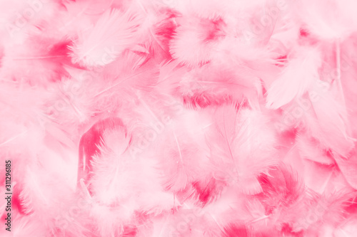 Beautiful abstract colorful white and pink feathers on white background and soft white red feather texture on pink pattern, pink background