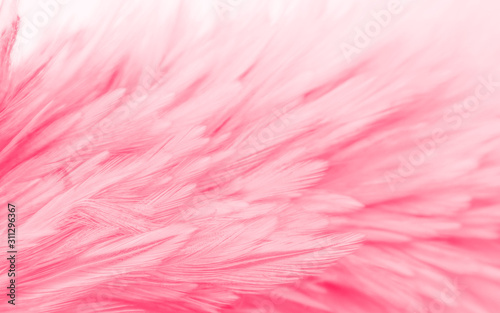 Beautiful abstract colorful white and pink feathers on white background and soft white red feather texture on pink pattern, pink background
