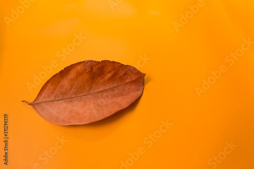 Autumn leaves on orange background