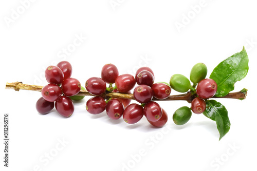 Coffee berries on branch on white background.