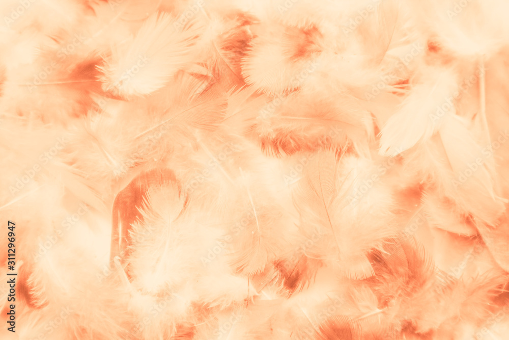 Beautiful abstract colorful yellow brown and white feathers on white background and soft white orange feather texture on white pattern Beautiful abstract colorful yellow brown and white feathers on white background and soft white orange feather texture on white pattern