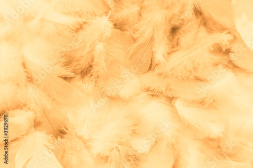 Beautiful abstract colorful yellow brown and white feathers on white background and soft white orange feather texture on white pattern