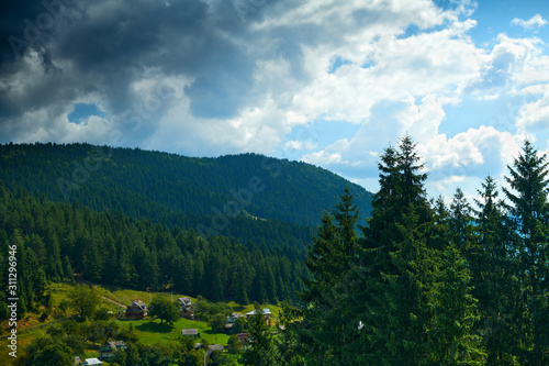 beautiful summer landscape, spruces on hills, cloudy sky and wildflowers - travel destination scenic, carpathian mountains