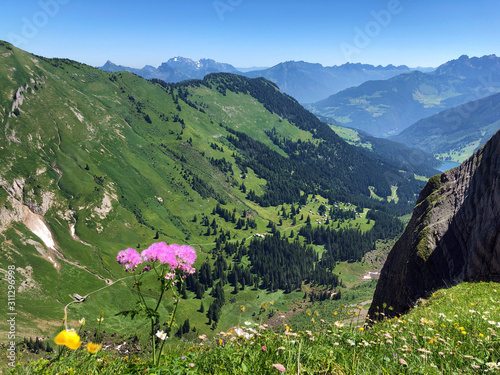 Alpine wild flowers in the valley of Wagital or Waegital and by the alpine Lake Wagitalersee (Waegitalersee), Innerthal - Canton of Schwyz, Switzerland photo