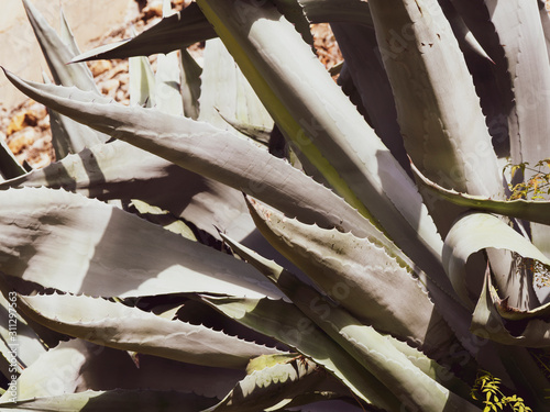 (Aloe vera) Aloès des Barbades aux feuilles larges, vert pâle, lancéolées, marginées de dents souples et épineuses photo