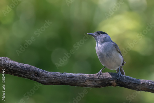 Blackcap sitting on a branch in the Netherlands.