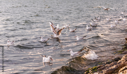 Many seagulls on the beach. Water droplets scattered from seagull's wings. Re...