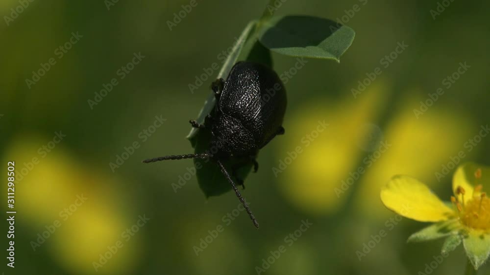 Darkling Beetle, Alphitobius Sp. (Tenebrionidae, Alphitobiini) sitting and staggers on green leaf from wind. View insect macro in wildlife