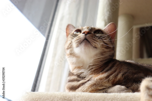 窓辺でくつろぐ猫ローアングルアメリカンショートヘアー