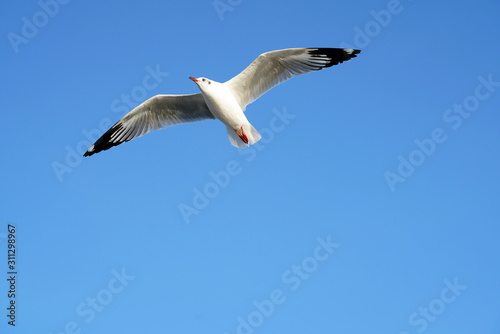 Seagulls flying in the sky 
