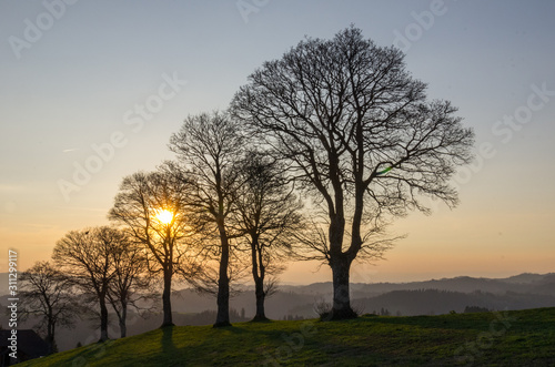 Baumreihe auf dem Glichenberg im Herbst © Benedikt