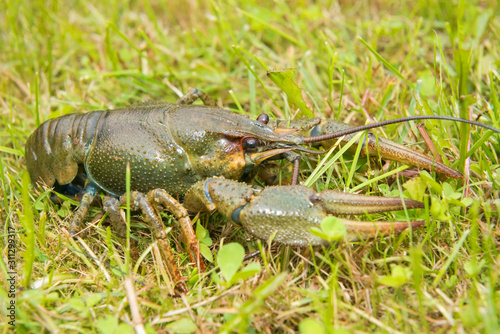 The European crayfish (Astacus astacus), noble crayfish, or broad-fingered crayfish, is the most common species of crayfish in Europe, and a traditional food source