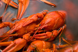 Crayfish boiled in a pan during cooking