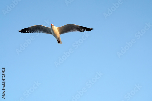 Seagulls flying in the sky    