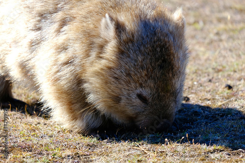 Wombat the cute fury animal