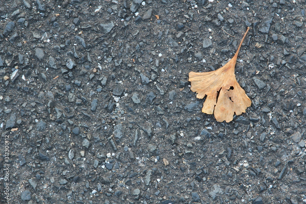 Fallen yellow ginkgo leaves falling on gray asphalt road Fallen yellow ginkgo leaves falling on gray asphalt road
