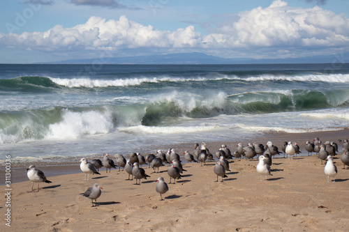 Seagulls and sandpipers at Marina State Beach Monterey County California © Anne