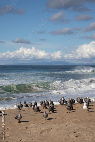 Seagulls and sandpipers at Marina State Beach Monterey County California