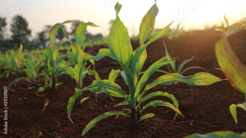 Corn seedlings with sunlight Thailand © sunet