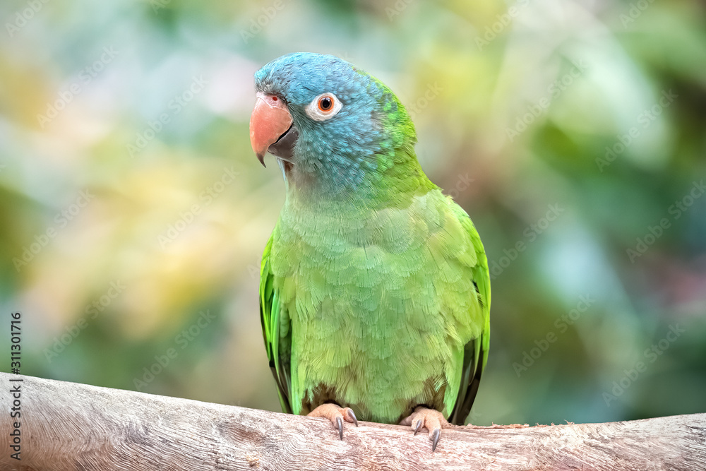 Blue-crowned Parrot in a Natural Environment. Bird in the Wild