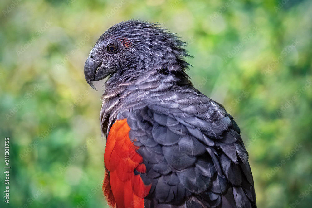 Portrait of a dark red parrot. Close-up of the bird in the wild