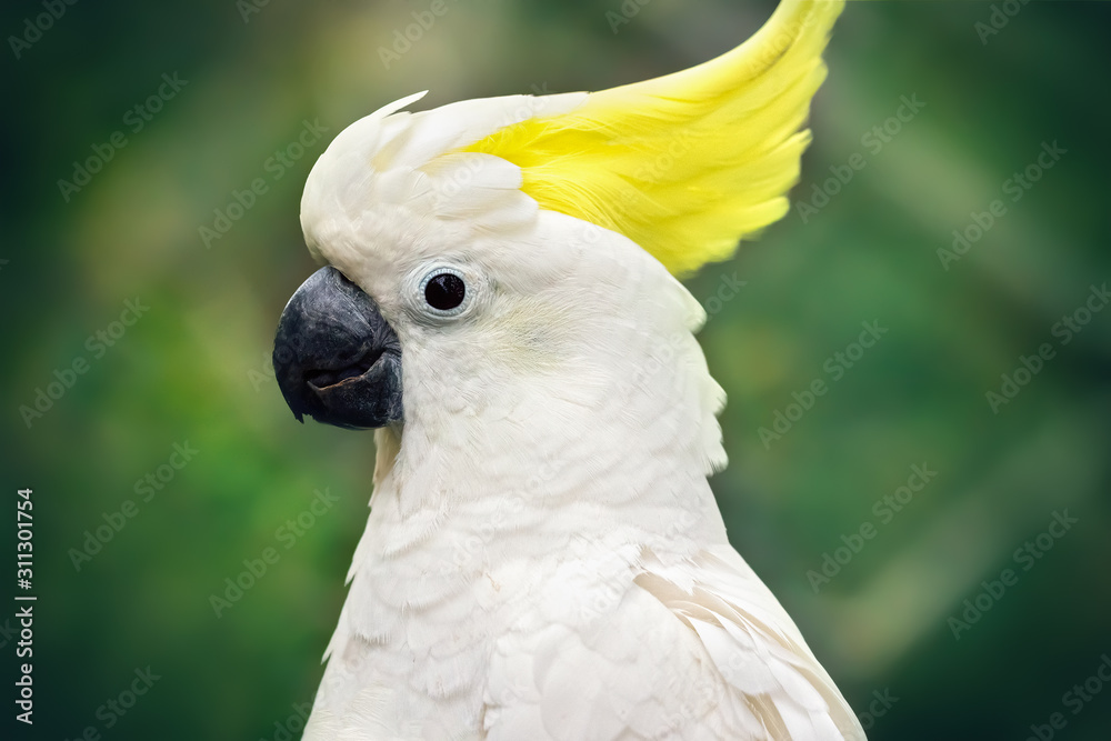 Portrait of a white parrot - Sulphur-crested cockatoo in a natural environment. Close-up of the bird in the wild Portrait of a white parrot - Sulphur-crested cockatoo in a natural environment. Close-up of the bird in the wild