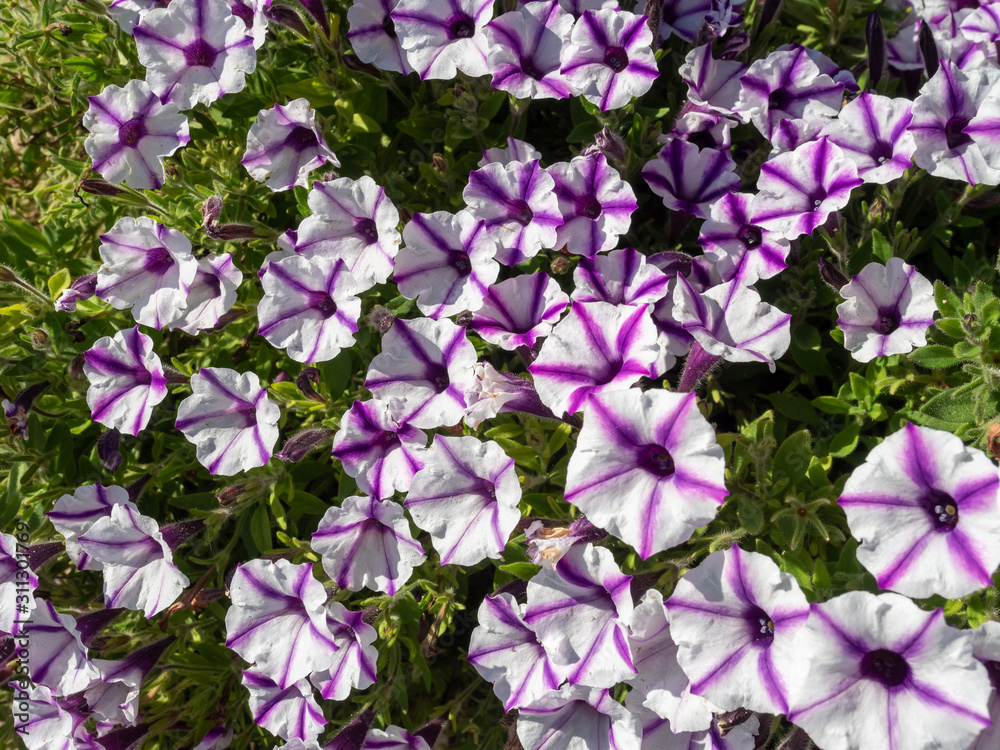 Petunia is plants of South American origin. The popular flower of the same name derived its epithet from the French, which took the word petun, meaning 