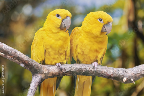 Couple of yellow parrots - Parakeet in a natural environment. Close-up of the bird in the wild