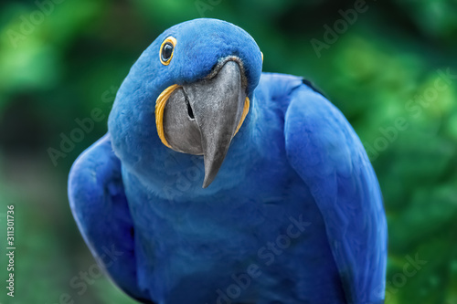 Funny blue parrot Hyacinth macaw in a natural environment. Close-up of the bird in the wild